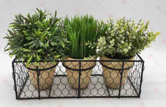 Spring Flowers