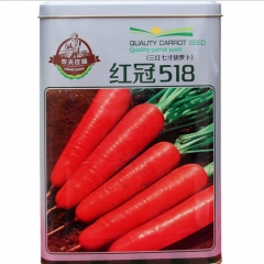 300gram hybrid orange carrot seed