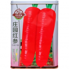 300gram purple haze carrot seeds