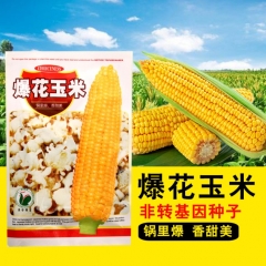40gram popcorn seeds for sale