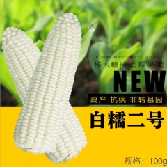 100gram popcorn corn seeds