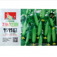 straight eight cucumber seeds