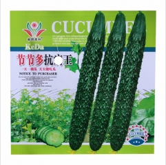 bush pickle cucumber seeds