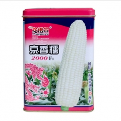 500gram pioneer sweet corn seed