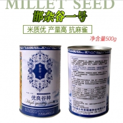 500gram golden millet seed