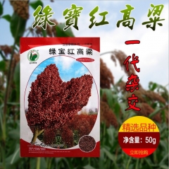 50gram sorghum seeds for planting