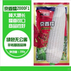 200gram corn seeds for sale