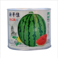 sugar candy watermelon seeds for planting