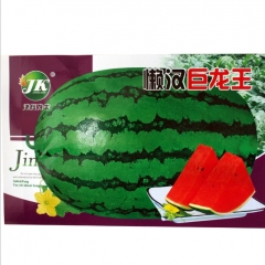 Giant hybrid f1 watermelon seeds for growing