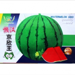 seedless watermelon seeds for planting