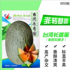 oval shape muskmelon seeds for growing