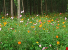 Shade colour dream-Shade tolerant seies wildflower seeds mix