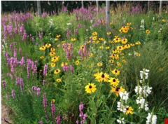 Spring gone and back - perennial combinations wildflower seeds mix