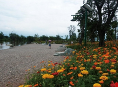 City colorful-Mass flower series wildflower seeds mix