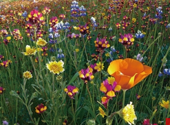 Dwarf Beauty-Dwarf series wildflower seeds mix