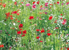 Flower star-Lawn flower spot series wild flower seeds mix