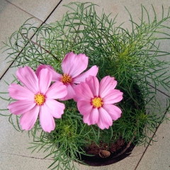 perennial coreopsis seeds 1kg