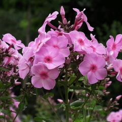 Annual phlox seeds 1KG