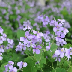 Orychophragmus violaceus seeds