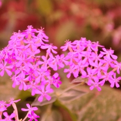 Silene armeria seeds 1KG