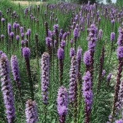 Liatris spicata seeds 1KG