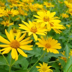 Heliopsis helianthoides seeds 1kg