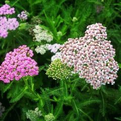 Alpine Yarrow Herb seeds 1kg