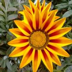 Gazania splendens seeds 1KG