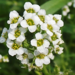 Lobularia maritima seeds/sweet alyssum seeds 1KG