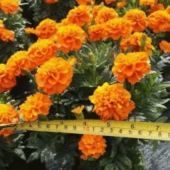 French marigold seeds 1KG