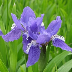 Iris tectorum seeds 1KG