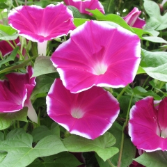 morning glory seeds 1KG