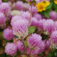 Gomphrena globosa seeds 1kg