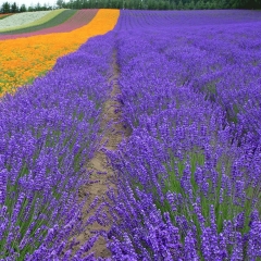 lavender seeds 1KG