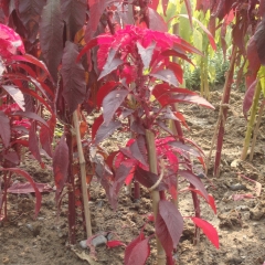 Amaranthus tricolor seeds 1kg