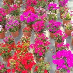 Dianthus barbatus seeds/sweet william seeds 1kg