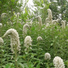 Chinese pennisetum seeds 1KG