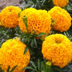 marigold seeds 1KG