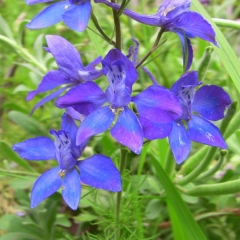 Larkspur seeds 1kg