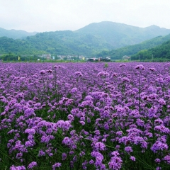 verbena seeds 1kg