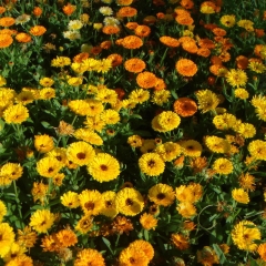 Calendula officinalis seeds 1kg