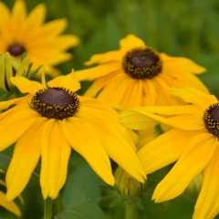 Rudbeckia hirta seeds 1kg