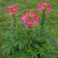 Cleome spinosa seeds 1KG