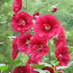 Hollyhock seeds 1kg