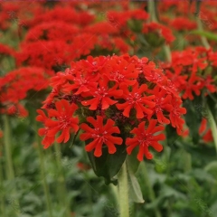 Lychnis chalcedonica seeds 1kg