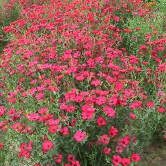 Linum usitatissimum seeds 1kg