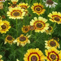 Chrysanthemum carinatum seeds 1kg