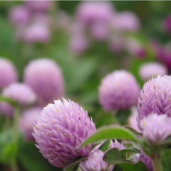 Trifolium incarnatum seeds