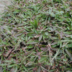 Eremochloa ophiuroides seeds