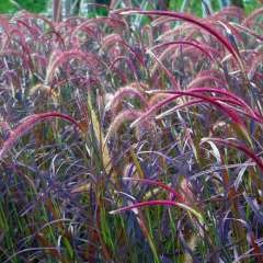 Chinese pennisetum seeds